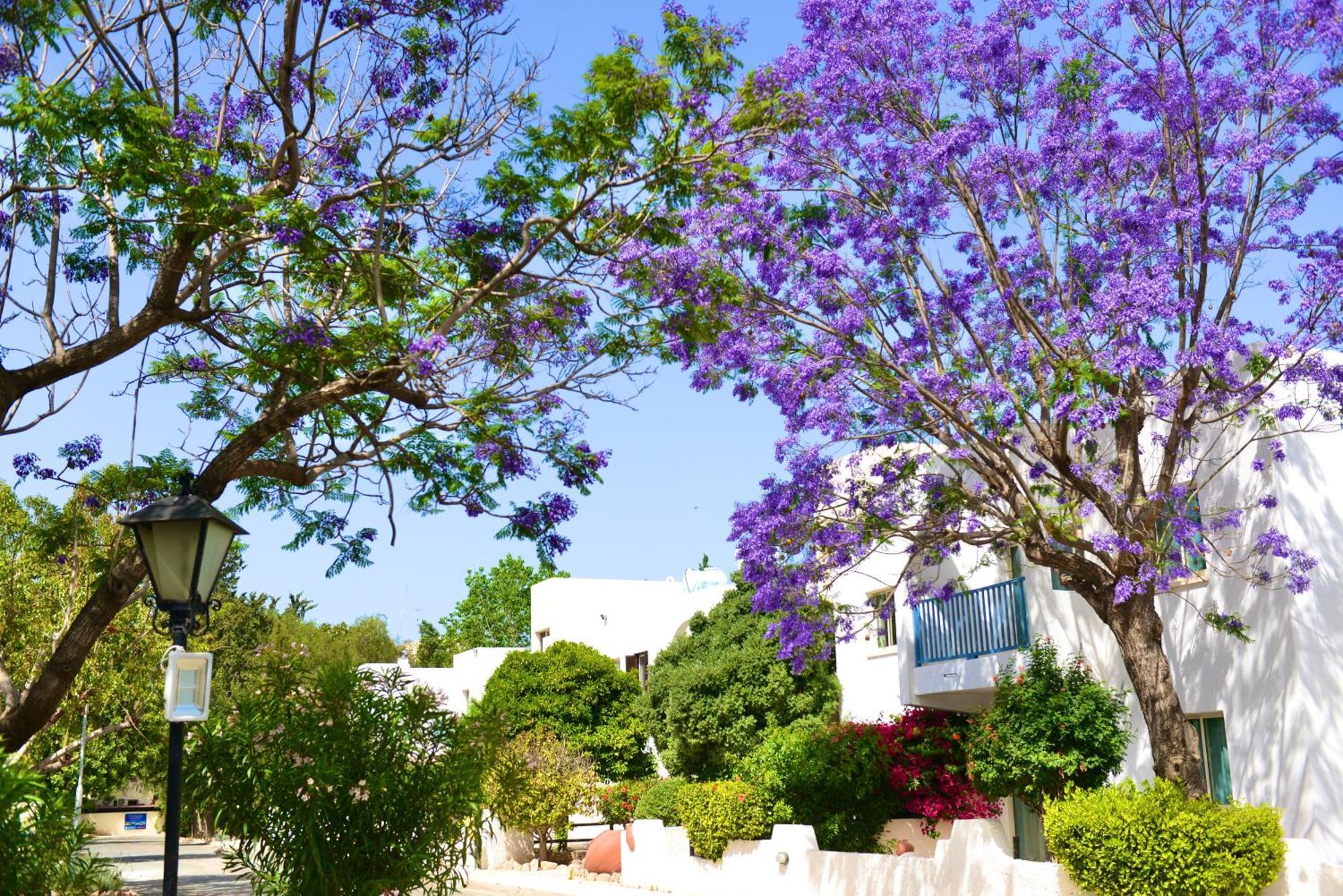 Paphos Gardens Holiday Resort Exteriör bild